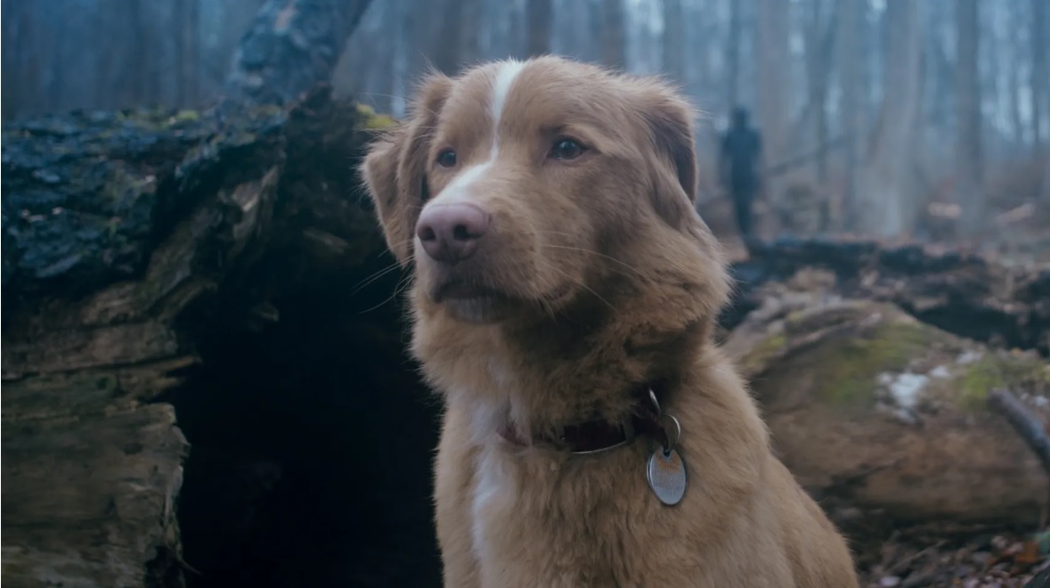 good boy
