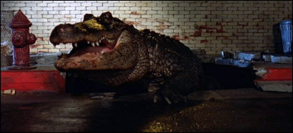 Alligator