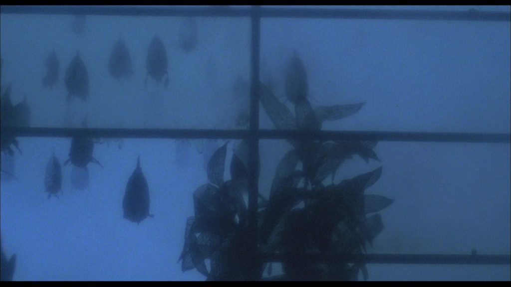 piranhas