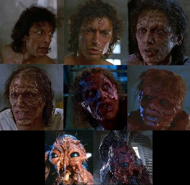 the fly